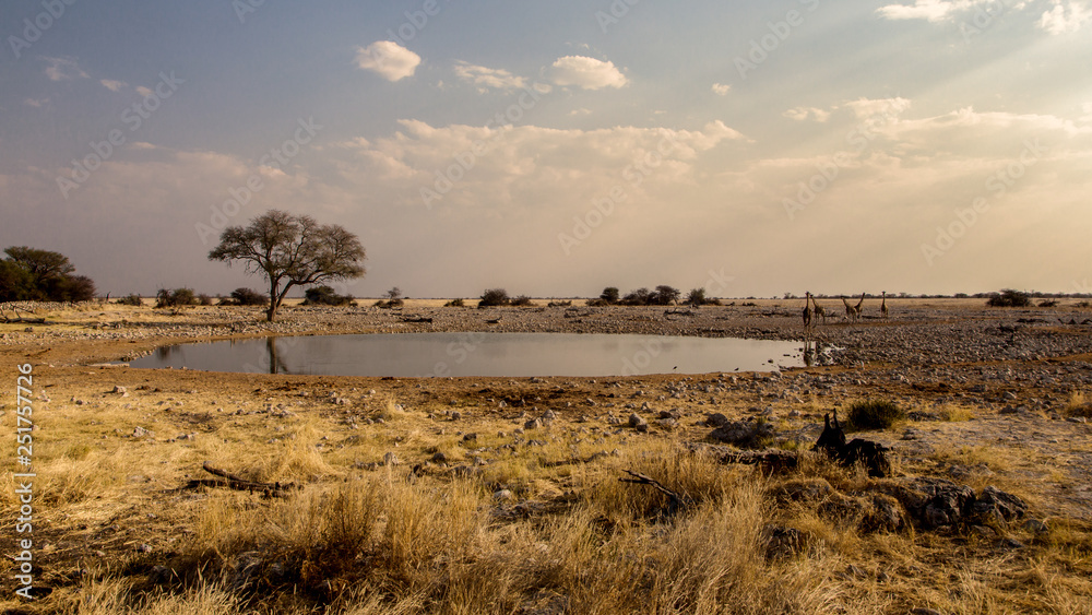 Okaukuejo water hole, Etosha National Park in Namibia