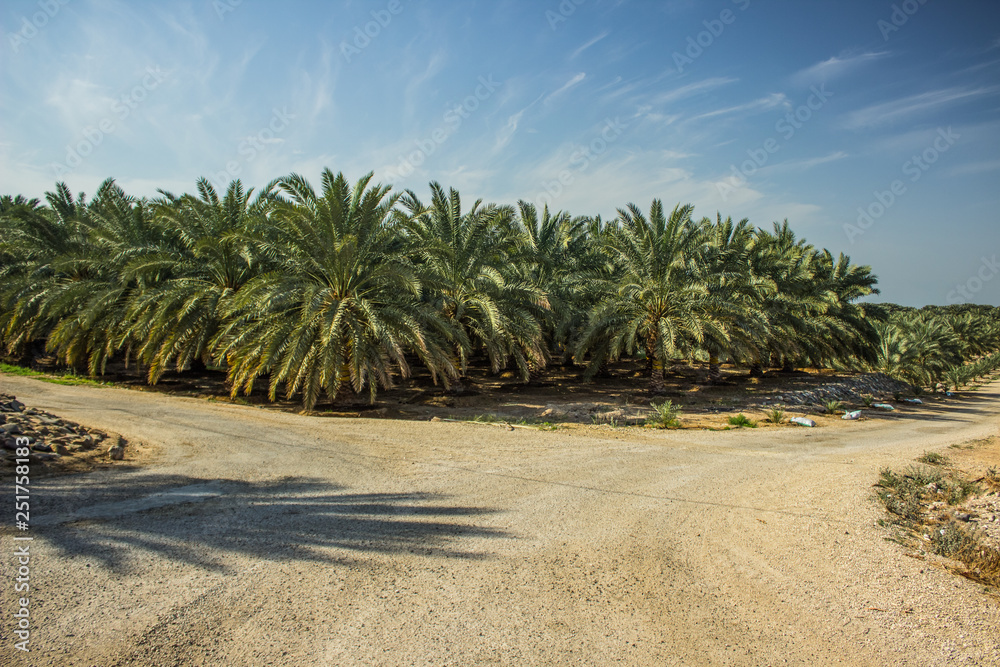 palm plantation nature park outdoor scenic landscape in rural tropic environment and vivid colorful clear summer weather time palm plantation nature park outdoor scenic landscape in rural tropic environment and vivid colorful clear summer weather time