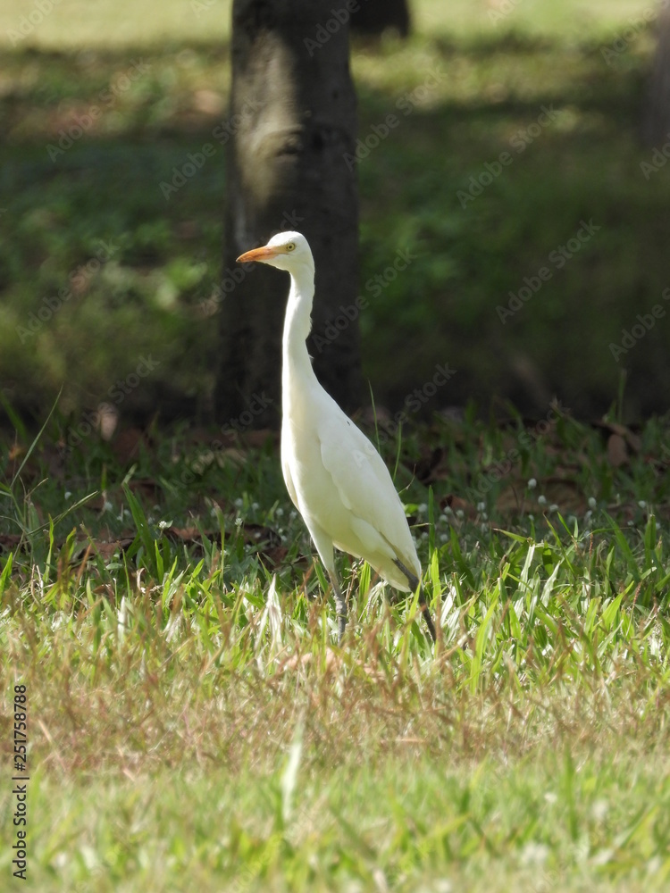 Obraz premium Heron is in the park.