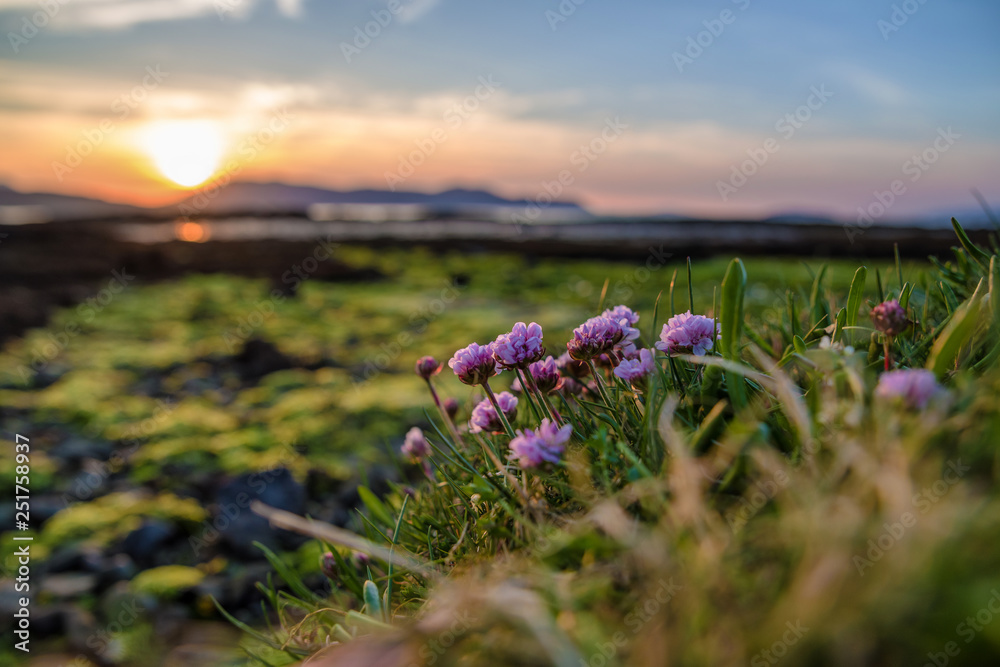 Obraz premium Violet blooming flowers at evening light