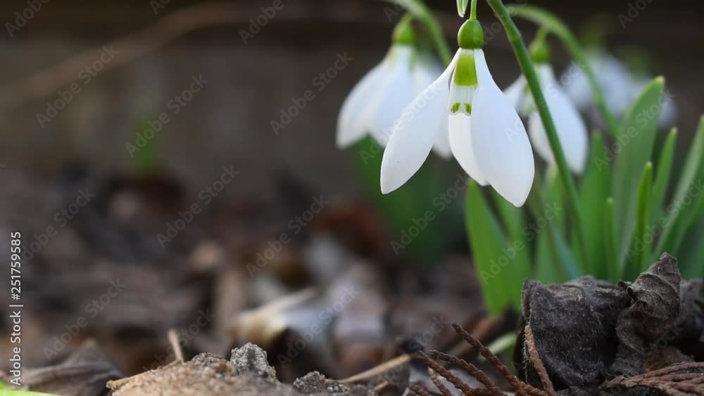 Snowdrop is blowing the wind in the forest. First spring flower. Latin name is Galanthus. Snowdrop is blowing the wind in the forest. First spring flower. Latin name is Galanthus.