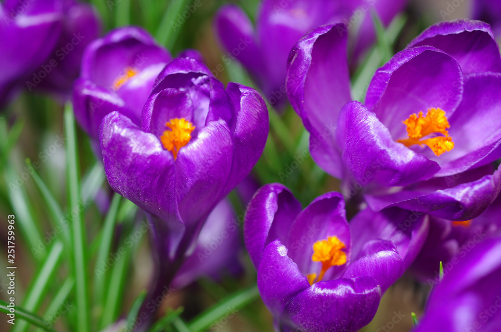 Blooming purple crocuses. Close-up. Blooming purple crocuses. Close-up.