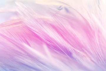 Pastel colored of chicken feathers in soft and blur style for the background