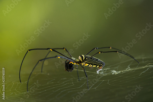 Golden Orb-weaver/Nephila maculata photo