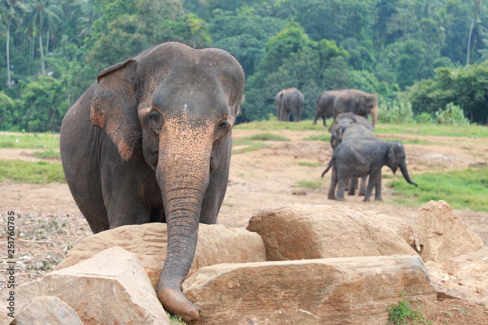 Fototapeta premium elephant travelling