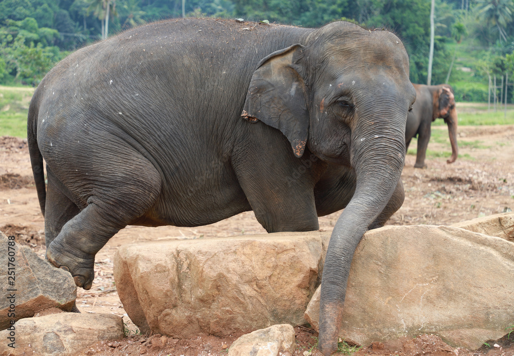 Fototapeta premium relaxing elaphant