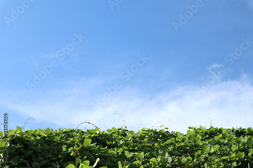 Canvas Print Summer blue sky and grove, Green leaves background