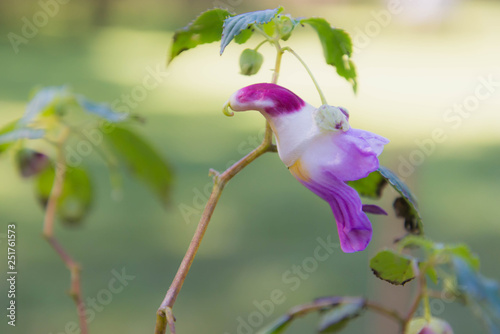 Impatiens psittacina , parrot flower Local flower at Chiang Dao mountain photo