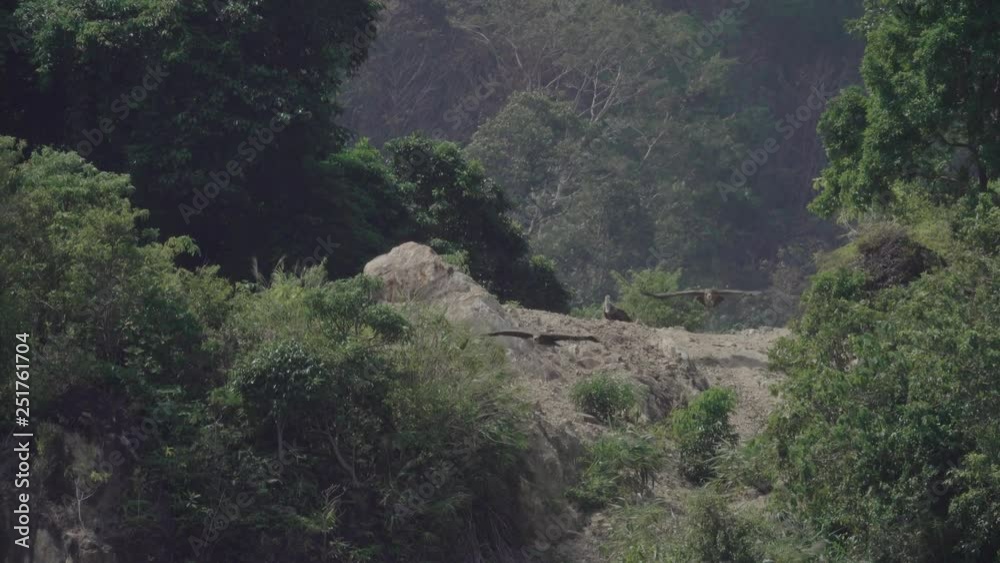 Huge vulture in flight in the heat of sunlight. Himalayan griffon of three flying out in a row from the cliff and soaring with fully wingspan toward a photographer,4K video . Huge vulture in flight in the heat of sunlight. Himalayan griffon of three flying out in a row from the cliff and soaring with fully wingspan toward a photographer,4K video .