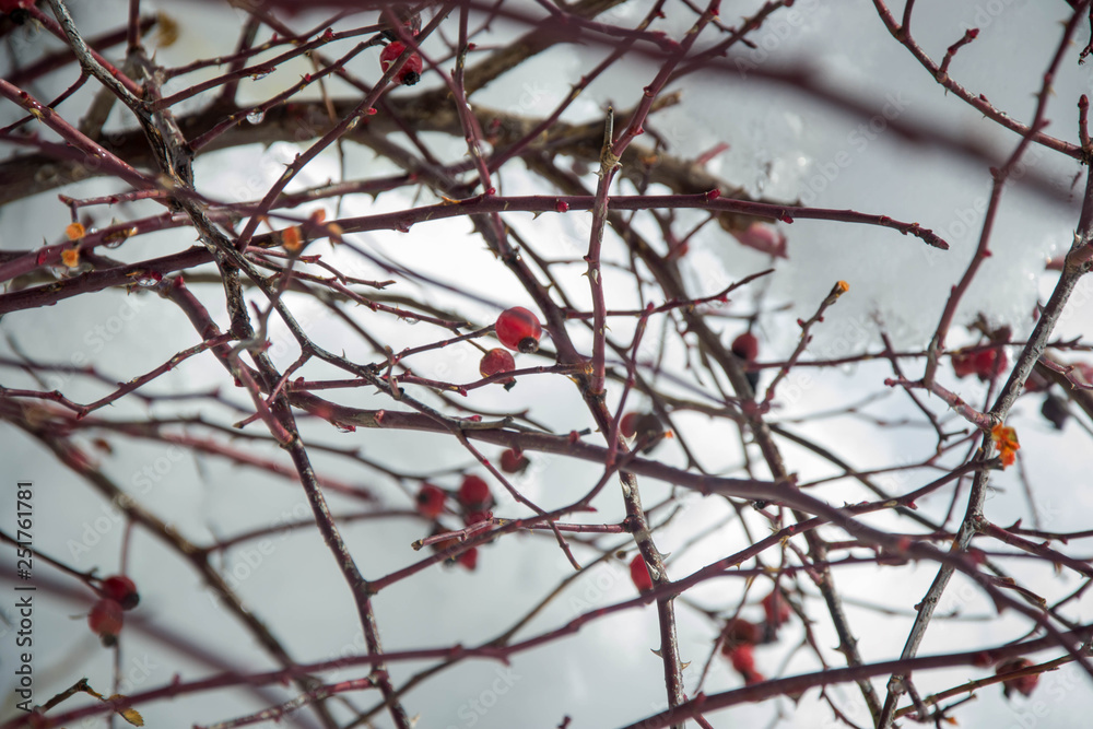 Red rosehip berries covered in snow in winter, cold magic, red fruits in cold weather Red rosehip berries covered in snow in winter, cold magic, red fruits in cold weather