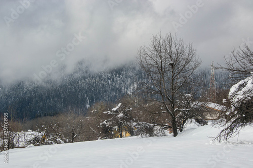 Single snow covered tree in winter mountain scene, winter resort Smolyan, Bulgaria, Rhodope Mountains. Beautiful mountain landscape, blue sky with clouds