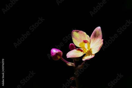 Orchid black backdrop