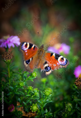 Butterfly with ragged wings