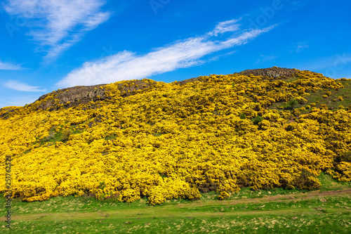 Blühender Ginster am Arthur´s Seat in Edinburgh/Schottland photo