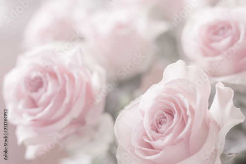 Beautiful light pinkish charming roses, blurred background, soft focus on some petals. Delicate backdrop for the design of a wedding invitation or greeting.