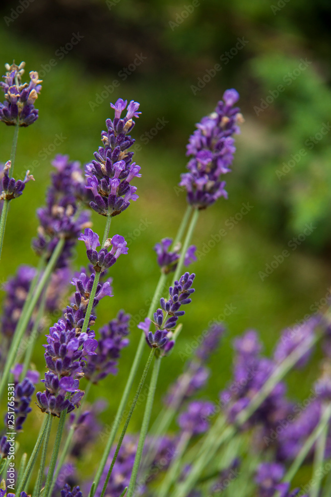 close-up, purple flowers and lavender branches in summer close-up, purple flowers and lavender branches in summer