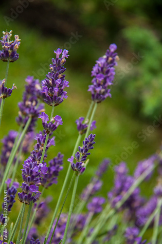 close-up, purple flowers and lavender branches in summer