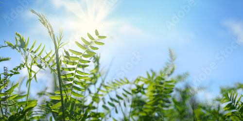 Shoots and leaves of a climbing plant against a blue sky with clouds in nature outdoors. Natural herbal background of wild meadow grass with copy space.