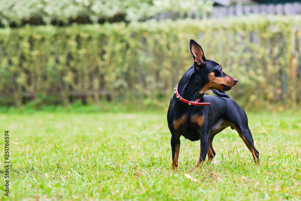 Portrait of a red miniature pinscher dog Portrait of a red miniature pinscher dog