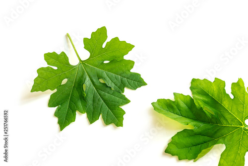 Two bitter melon leaves on white background