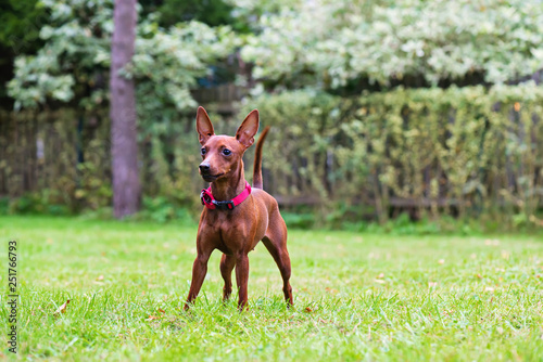 Portrait of a red miniature pinscher dog