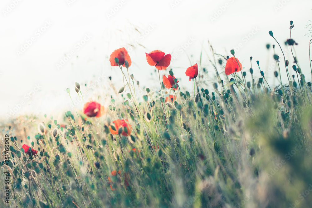 Naklejka premium Poppies flowers and other plants in the field