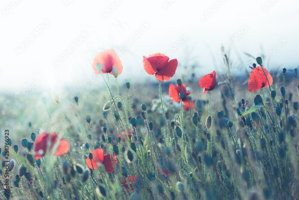 Obraz premium Poppies flowers and other plants in the field