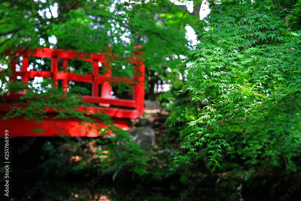Early summer landscape of Japanese garden with fresh green maple