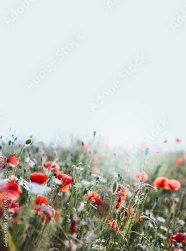 Poppies flowers and other plants in the field © Przemek Klos