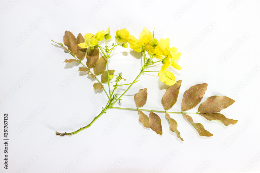 Obraz premium Golden shower Close up