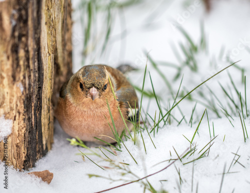 Fotografie Red Robbin in the Snow