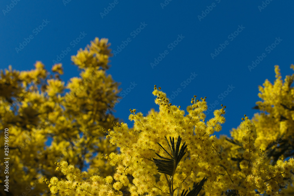 mimosa tree yellow flowers on background of blue sky