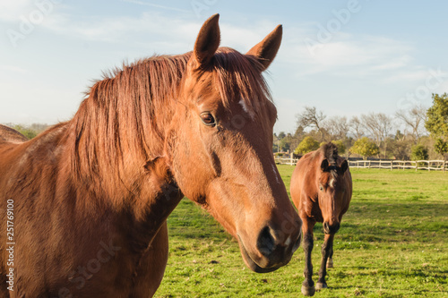 portrait of  chestnut horses in a farm or meadow
