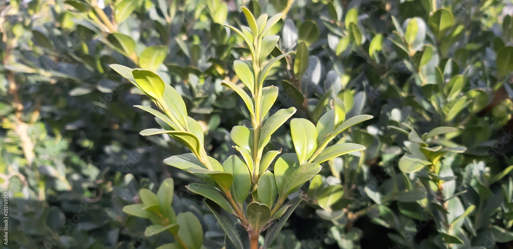 Obraz premium Spring green leaves