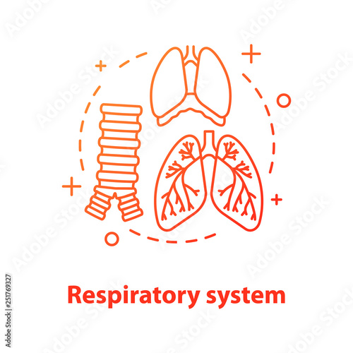Respiratory system anatomy concept icon