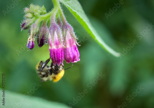 Hummel, Biene, Bumblebee Sommer 