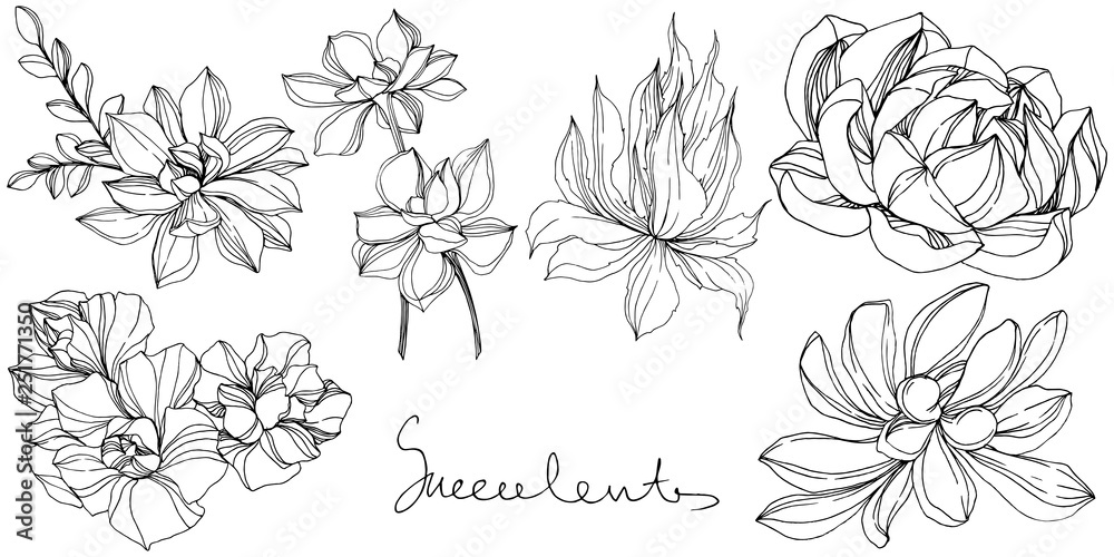 Vector Jungle botanical succulent flower. Black and white engraved ink art. Isolated succulents illustration element. Vector Jungle botanical succulent flower. Black and white engraved ink art. Isolated succulents illustration element.