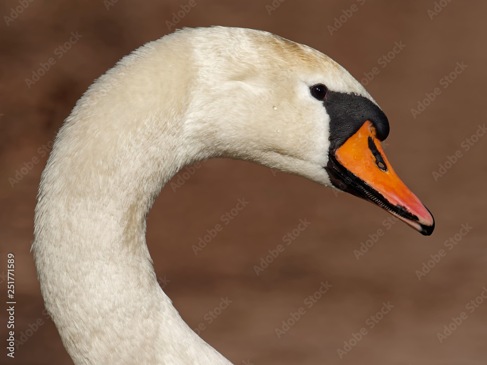 Fototapeta premium Höckerschwan