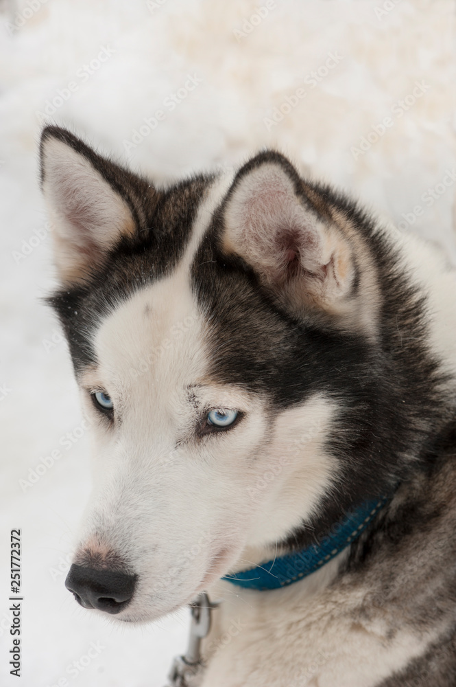 beautiful Husky dogs used for sledding