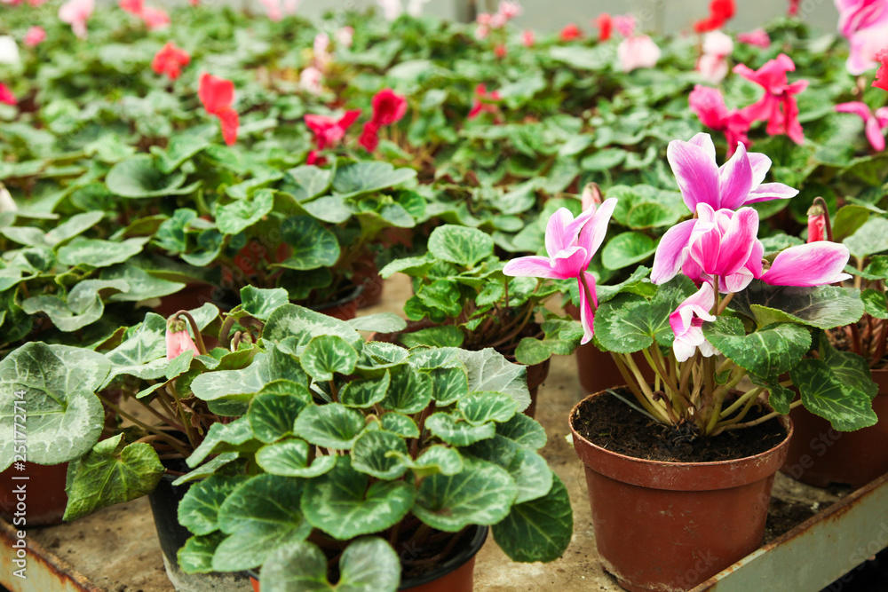beautiful blooming cyclamen flower beautiful blooming cyclamen flower