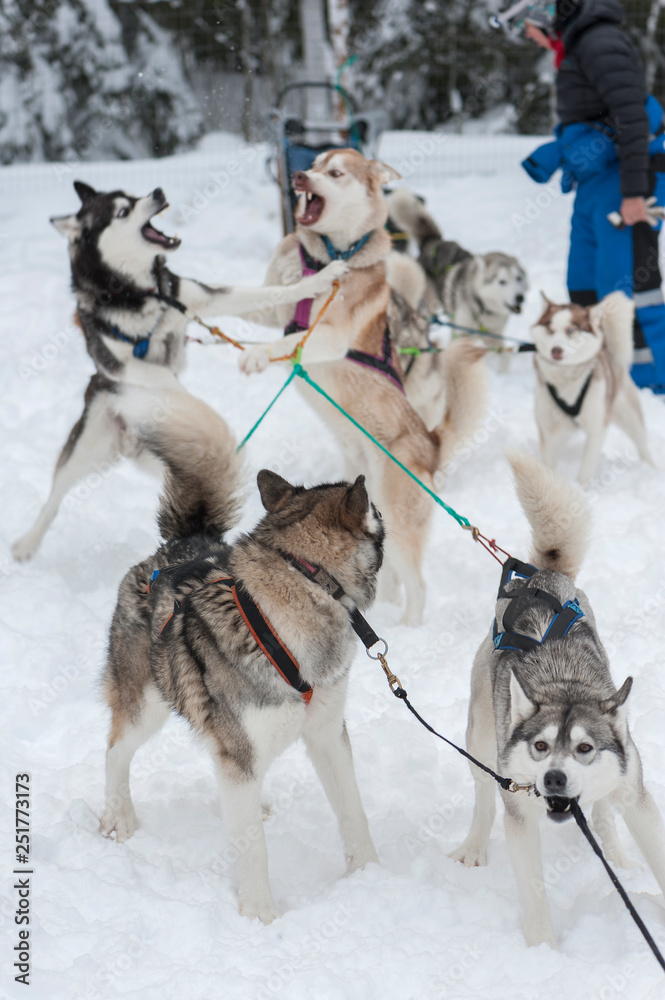 beautiful Husky dogs used for sledding beautiful Husky dogs used for sledding