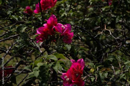 red flowers in the garden