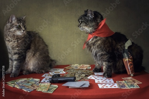 Photography Cats playing poker