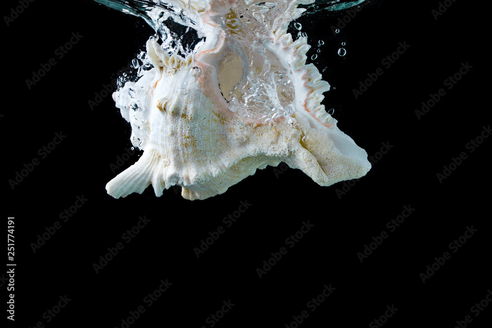 Cockleshell on a black background. Shell in the water. Aquarium with shells. Shell Cockleshell on a black background. Shell in the water. Aquarium with shells. Shell