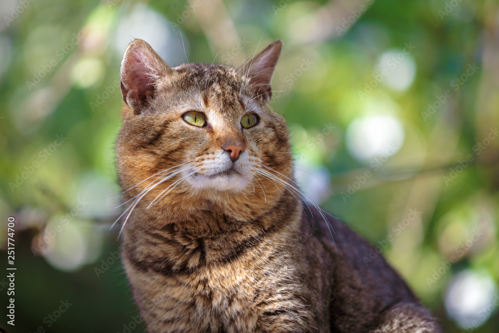 Portrait of the cute cat sitting outdoors against a green nature background Portrait of the cute cat sitting outdoors against a green nature background