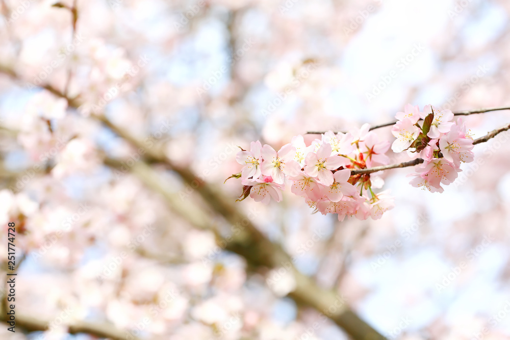 branch of cherry blossoms Sakura. spring time branch of cherry blossoms Sakura. spring time