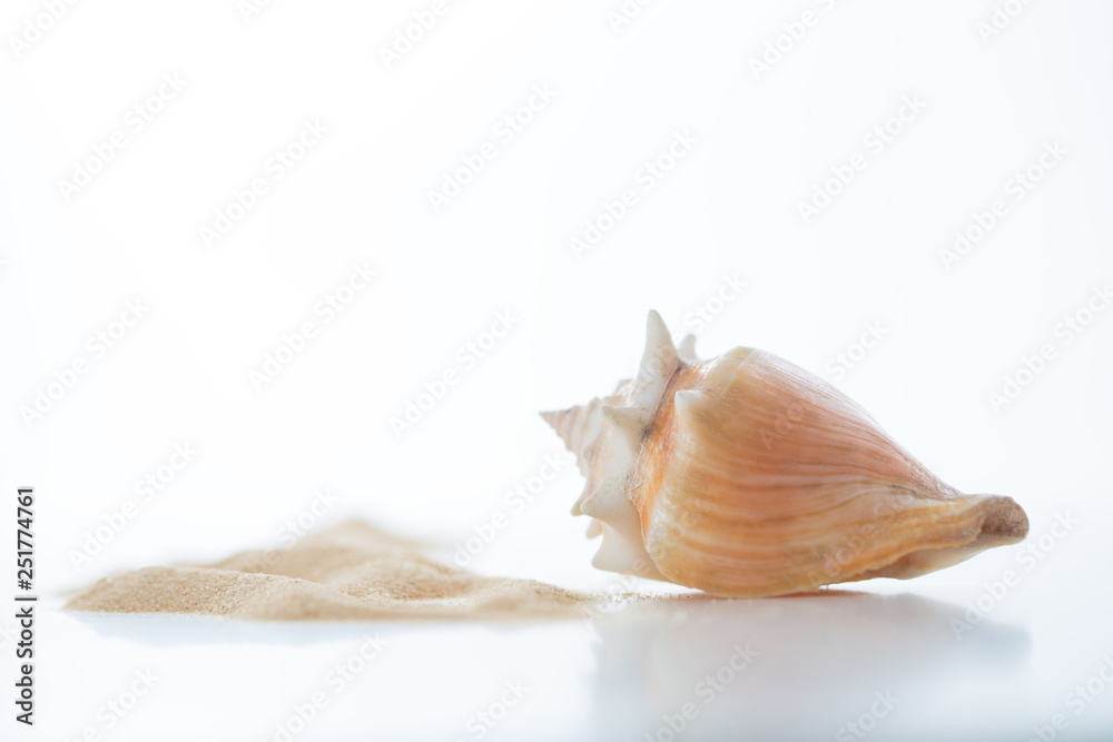 Empty shell of the Florida fighting conch, Strombus alatus sea snail on white Empty shell of the Florida fighting conch, Strombus alatus sea snail on white
