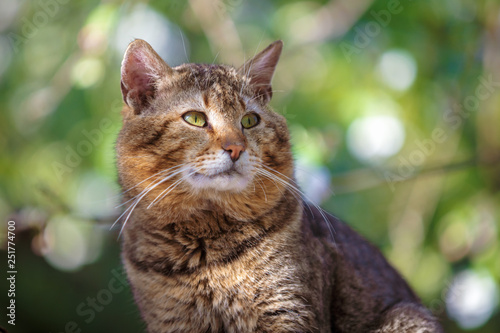 Portrait of the cute cat sitting outdoors against a green nature background