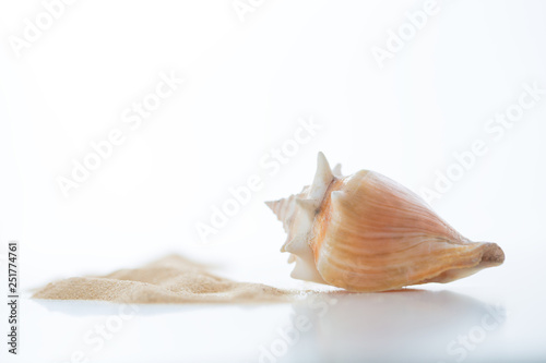Empty shell of the Florida fighting conch, Strombus alatus sea snail on white