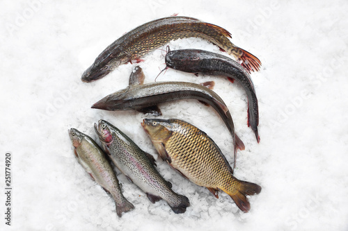 Świeże ryby szczupak, jesiotr, pstrąg,  karp,sum na lodzie. photo